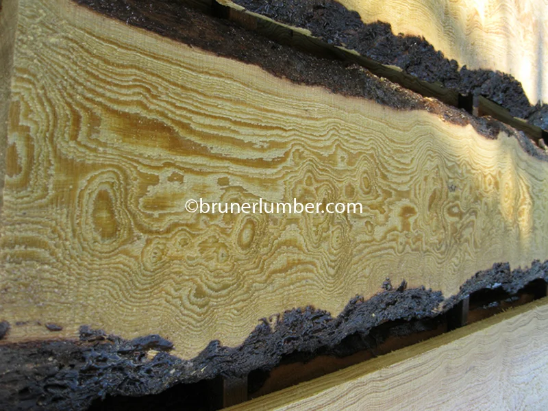 Curly Sinker Pine 024.jpg