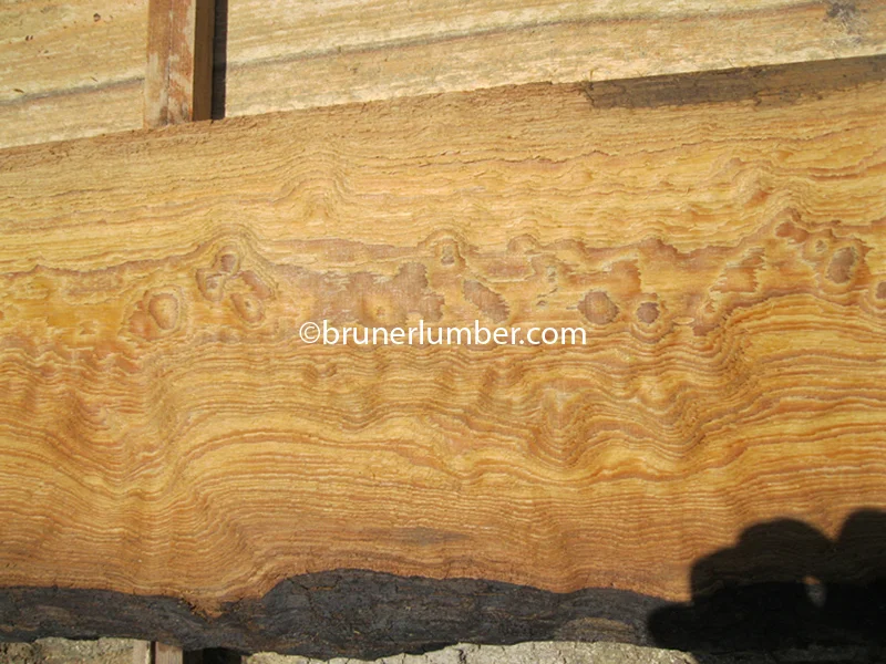Curly Sinker Pine 034.jpg