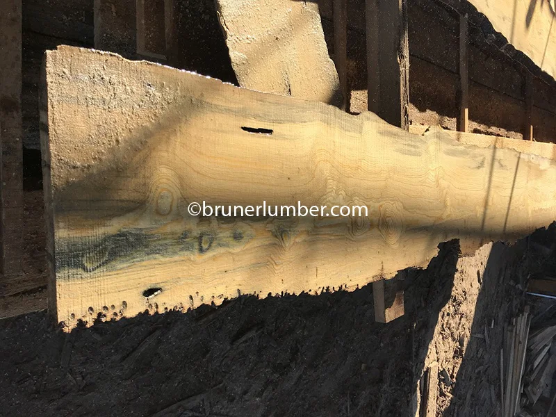 Curly Sinker Pine 038.jpg