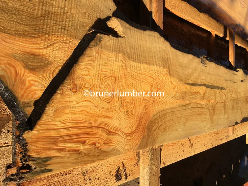Curly Sinker Pine 042.jpg