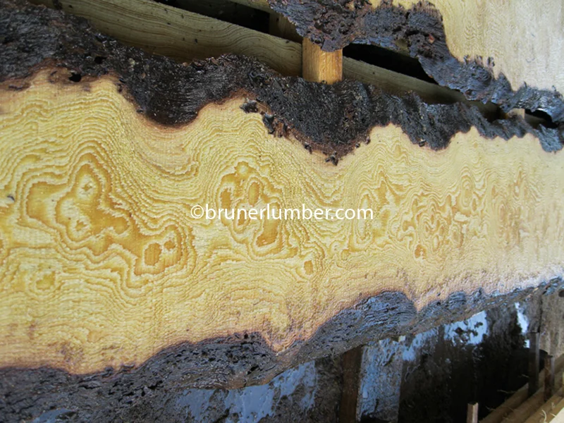 Curly Sinker Pine 016.jpg