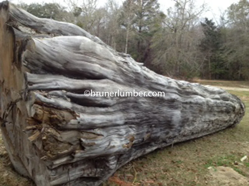 Sinker Cypress Log 023.jpg
