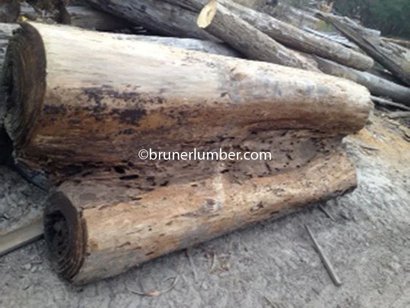 Sinker Cypress Log 029.jpg