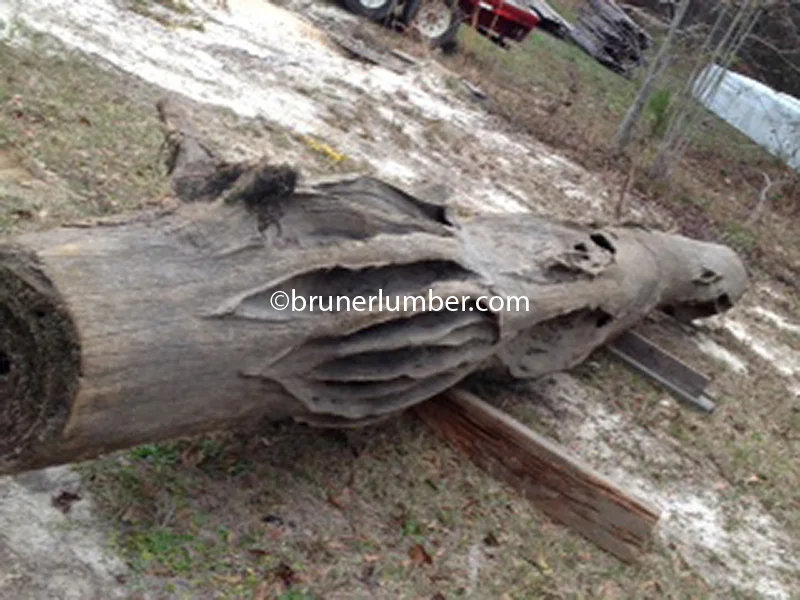 Sinker Cypress Log 027.jpg
