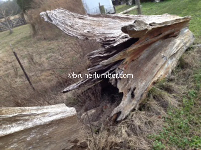 Sinker Cypress Log 030.jpg