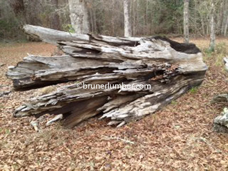 Sinker Cypress Log 031.jpg