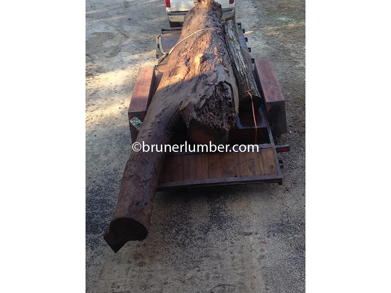 Sinker Cypress Log 033.JPG