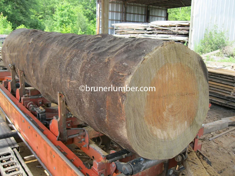 Sinker Pine Log 007.jpg