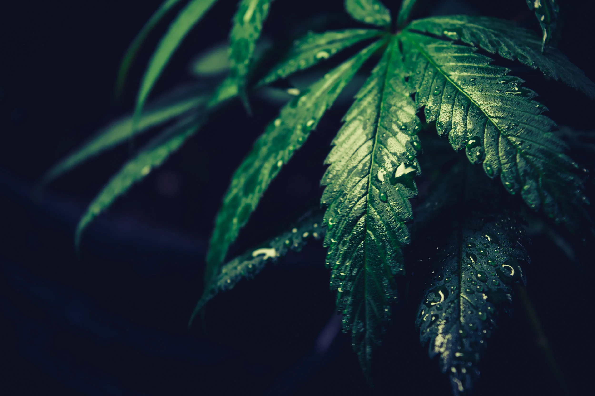 Marijuana and Personal Injury Claims