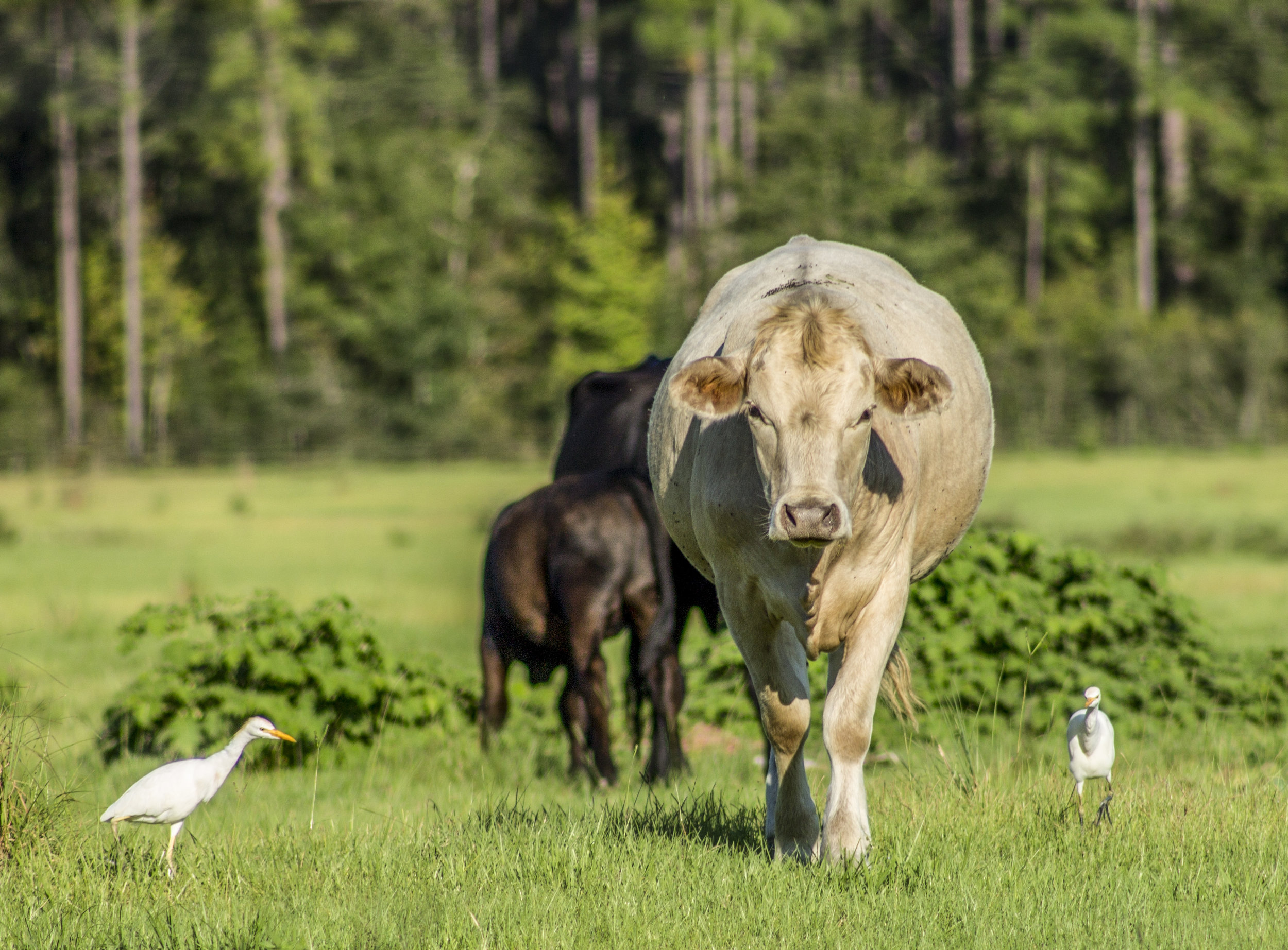 Cow and Birds__.JPG