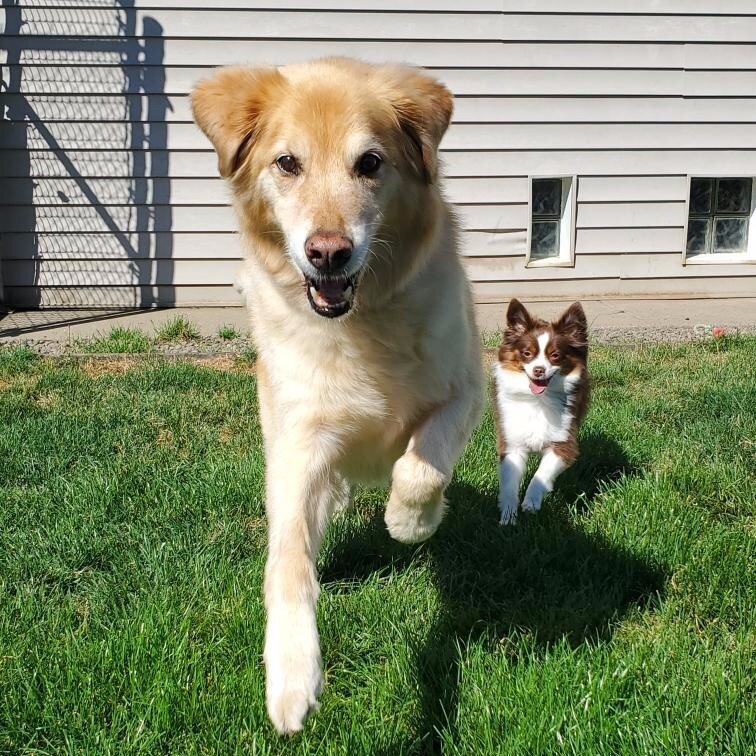 family pets hospital