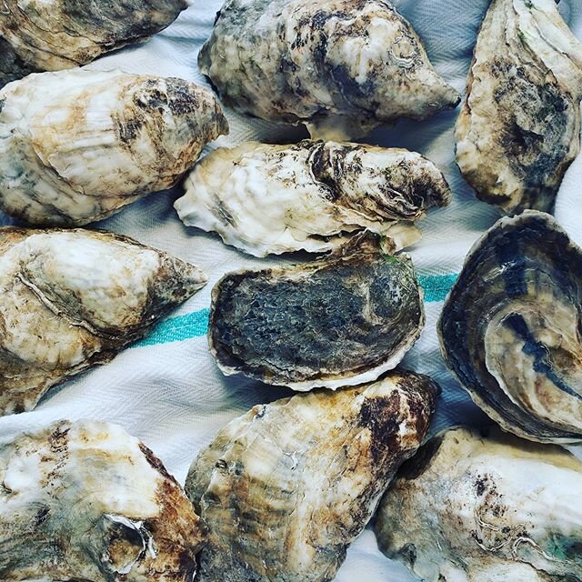 These just in!!! Fresh Oysters...come and get em!