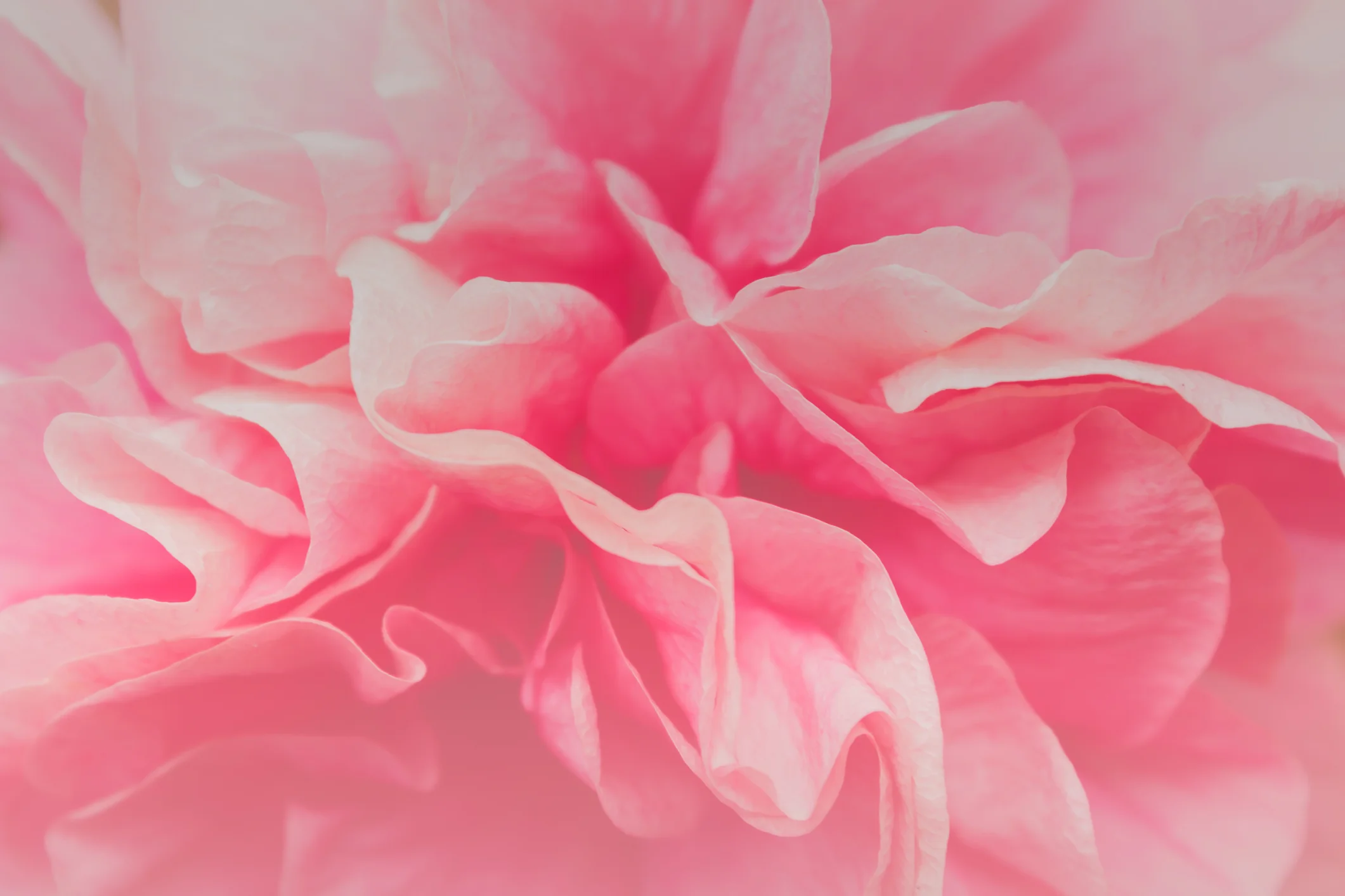 Phoenix Story #1: Jess