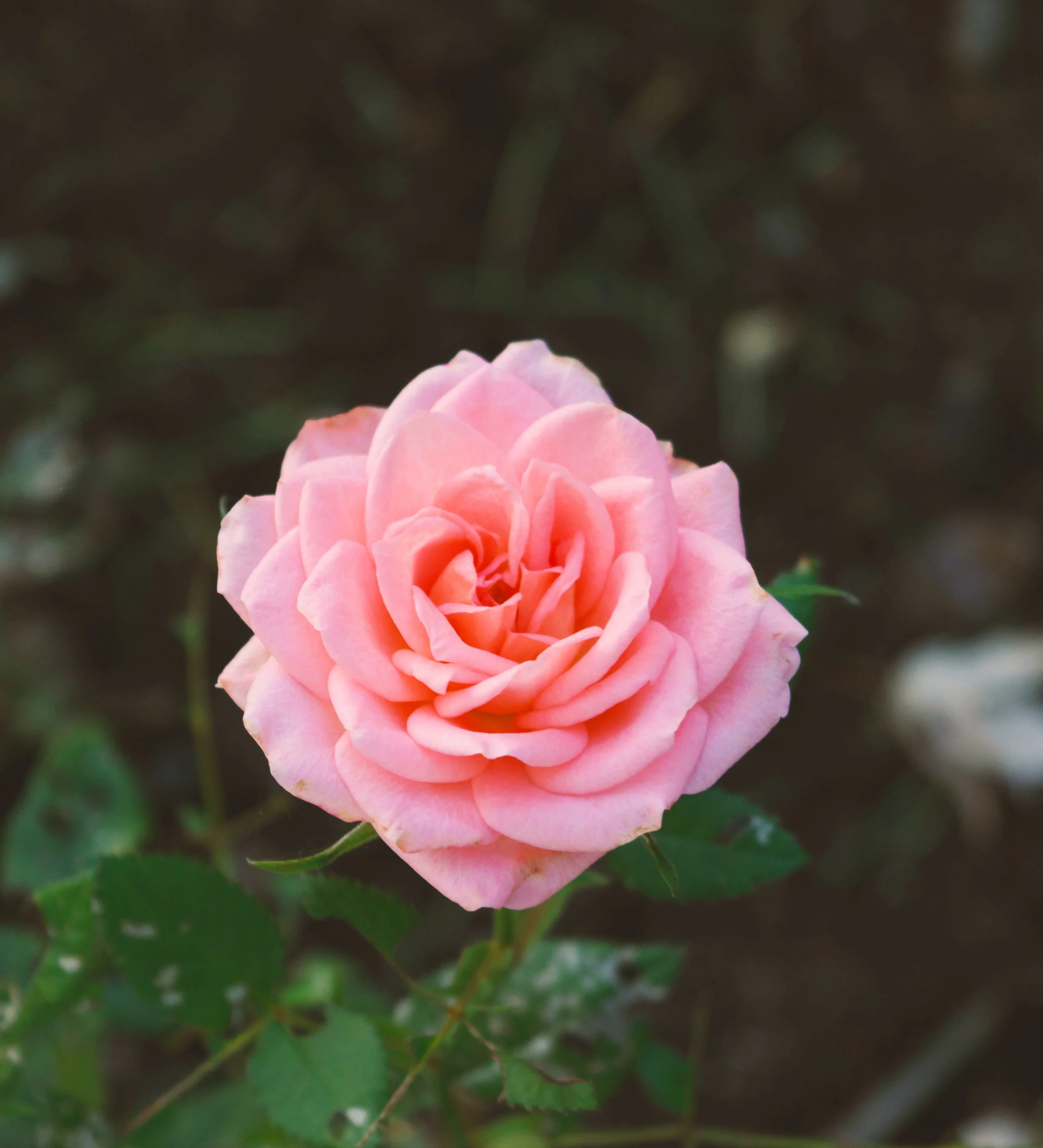 Phoenix Story #3: Brea