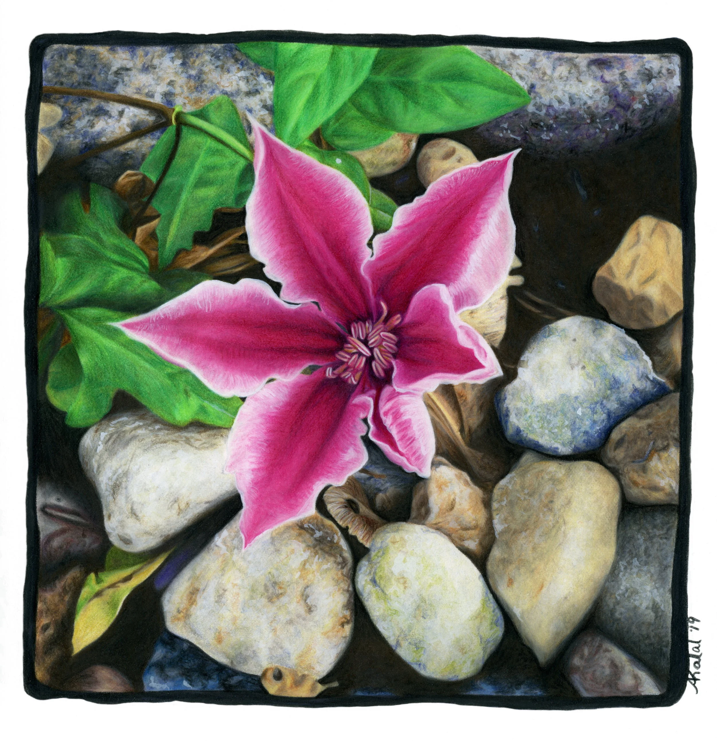Clematis