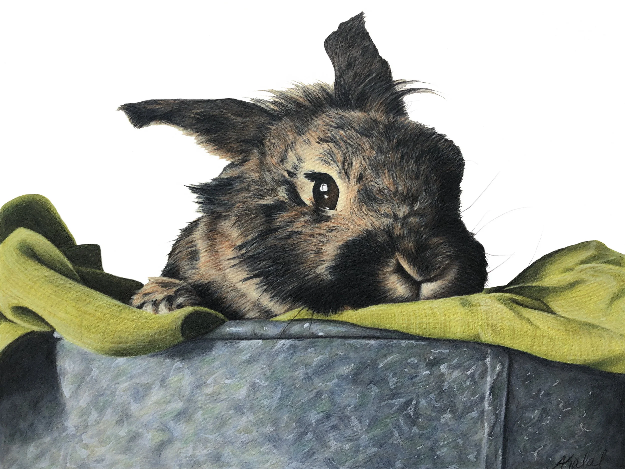 Bunny