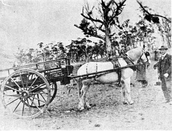   Transport provided by Harrisons of Battery Point. Two of the family have trees, 27/7/1918.  [Weekly Courier 1st August July 1918 p19] 