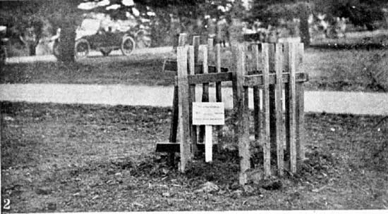   Tree planted for Pte Gibson.&nbsp;  [Weekly Courier 8th August 1918 p23] 