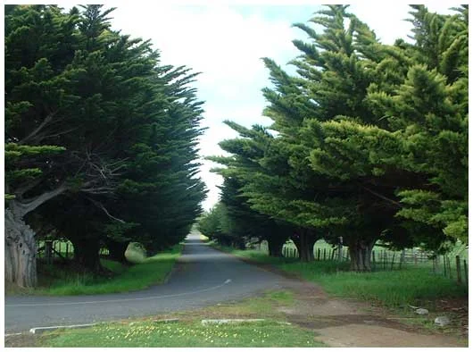 Kempton Memorial Avenue, 2005.