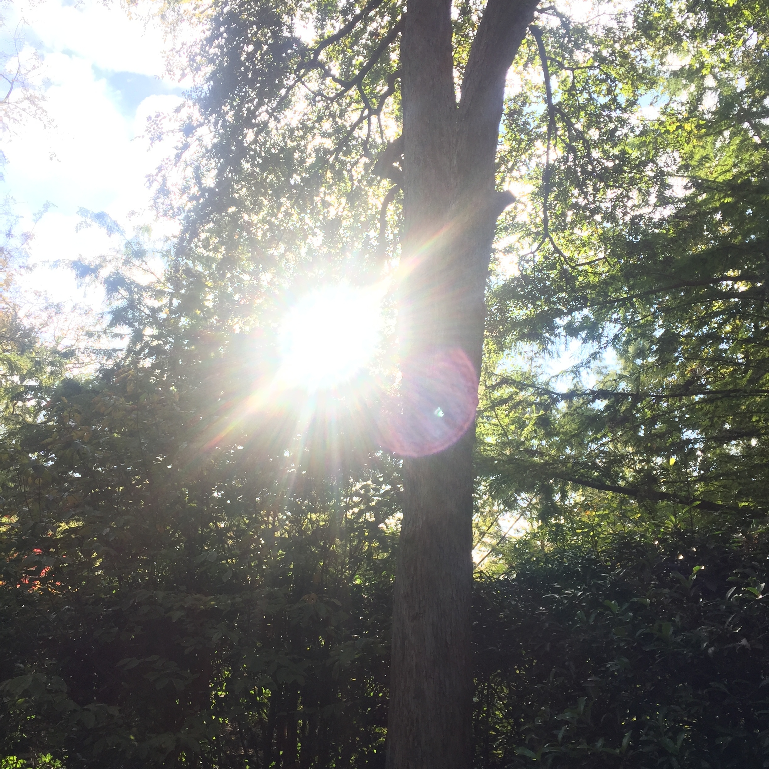 The Attitude of Gratitude.