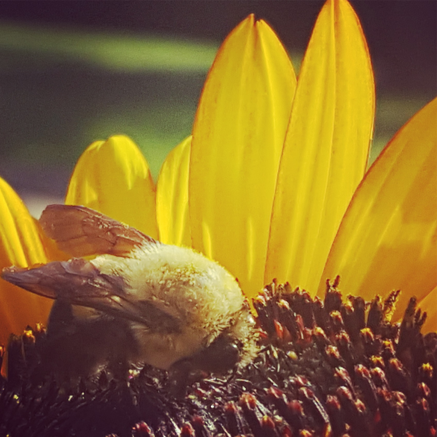 Patience Young Grasshopper.