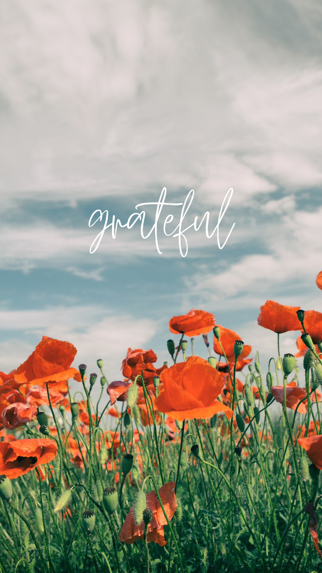 Grateful Poppy Field Phone Wallpaper