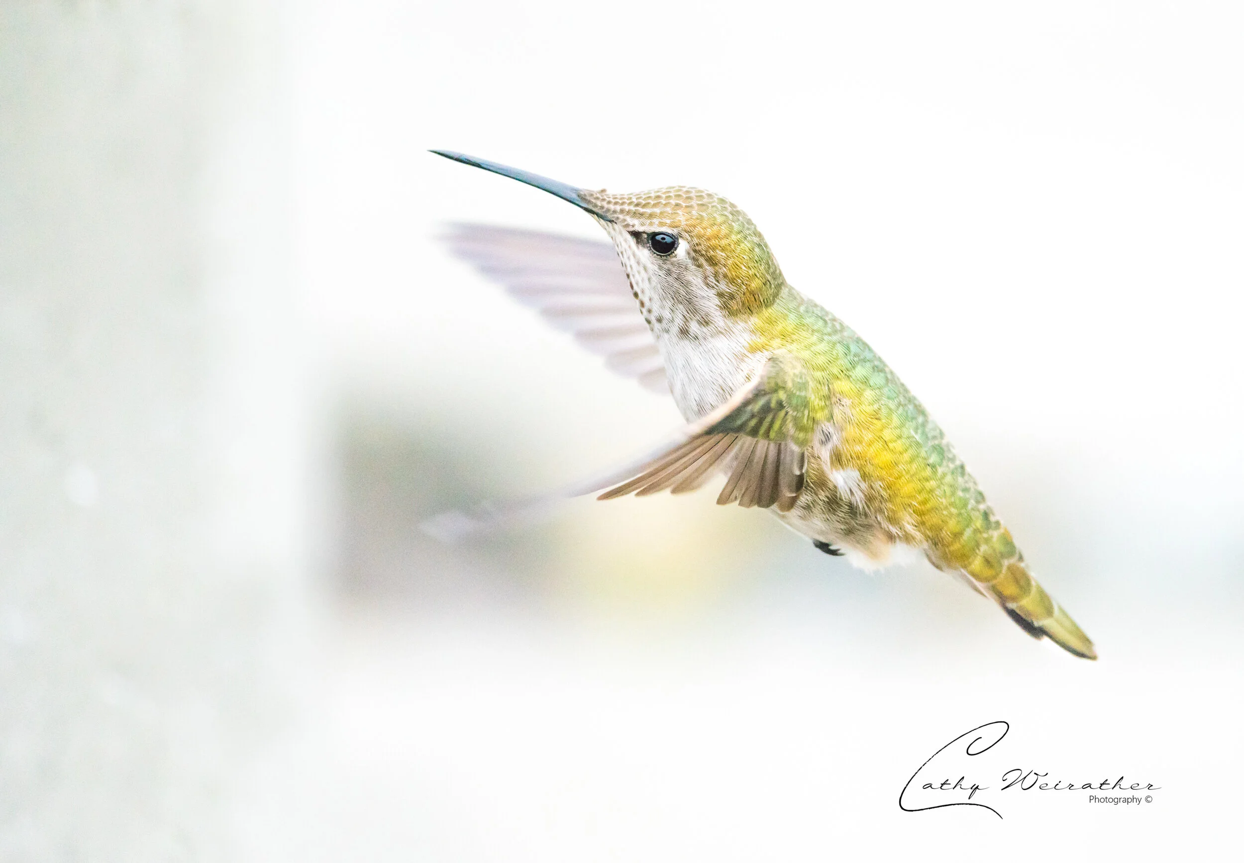 Dec 14 19 hummer-36.JPG
