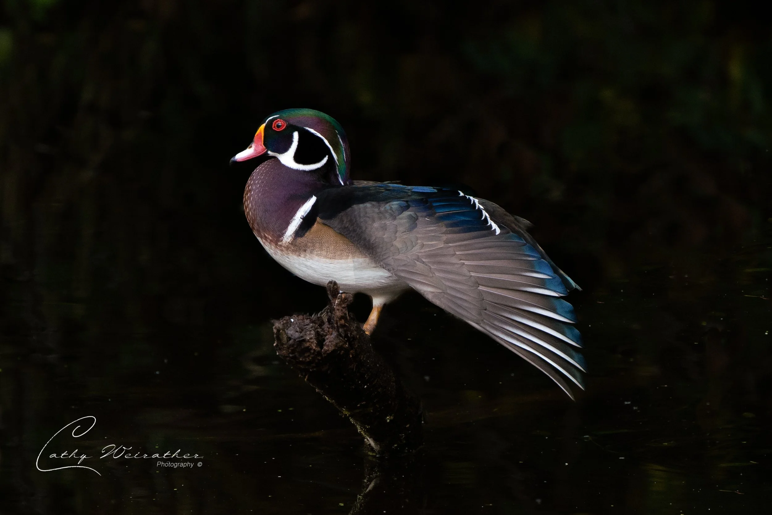 Wood Ducks late Sept LL--9.jpg