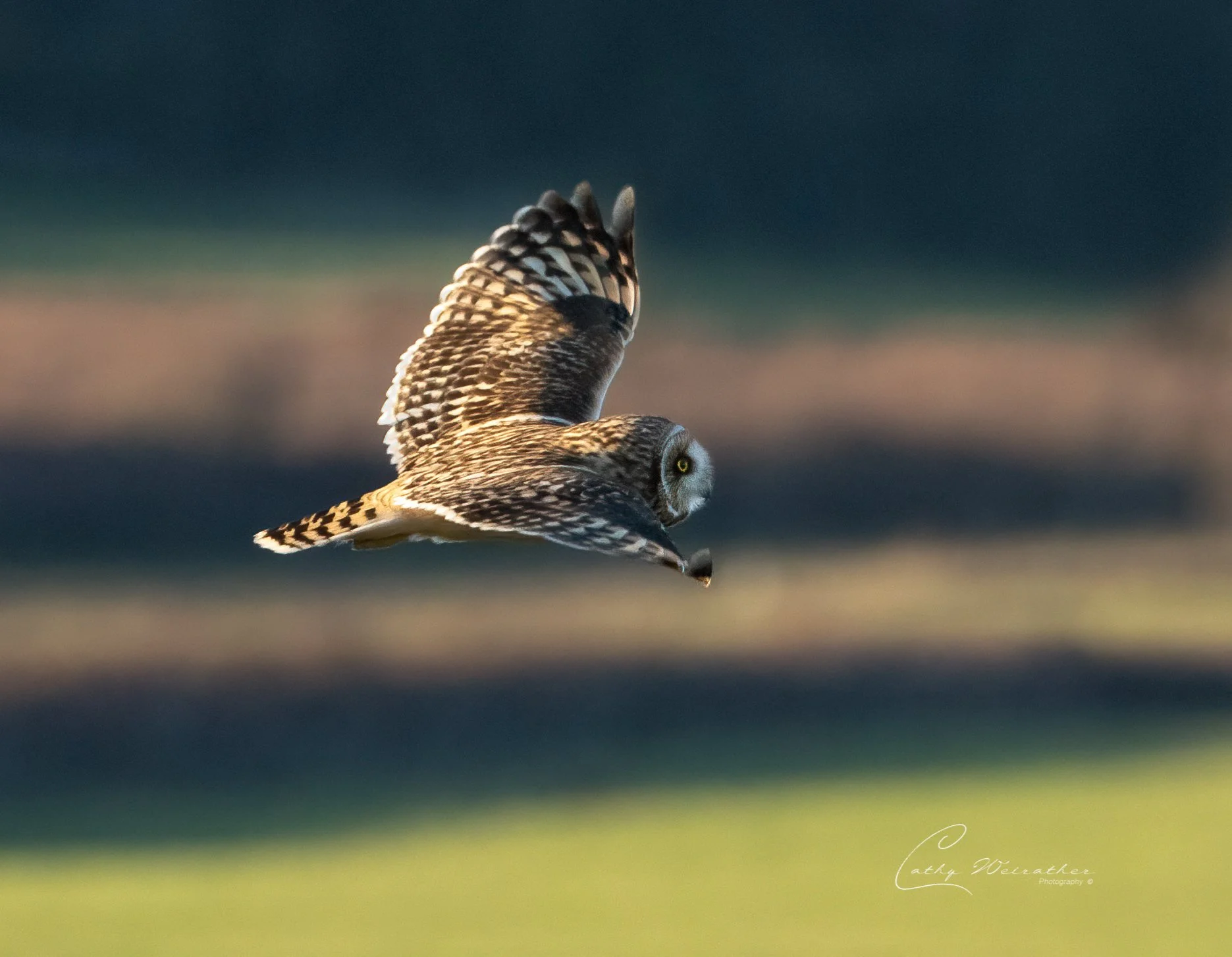 Whidbey owl, cemetary statues, snow geese LR (18 of 46).JPG