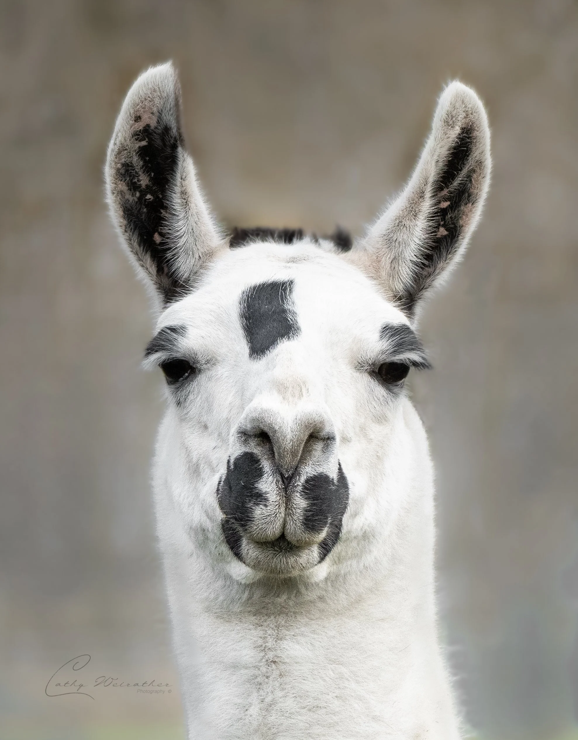 Sequim Llama 2 LL.jpg
