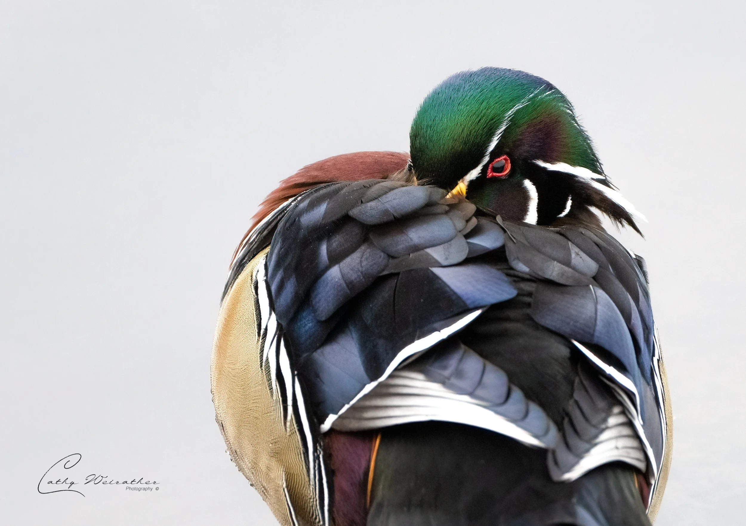 Mandarin 1st group LL.JPG