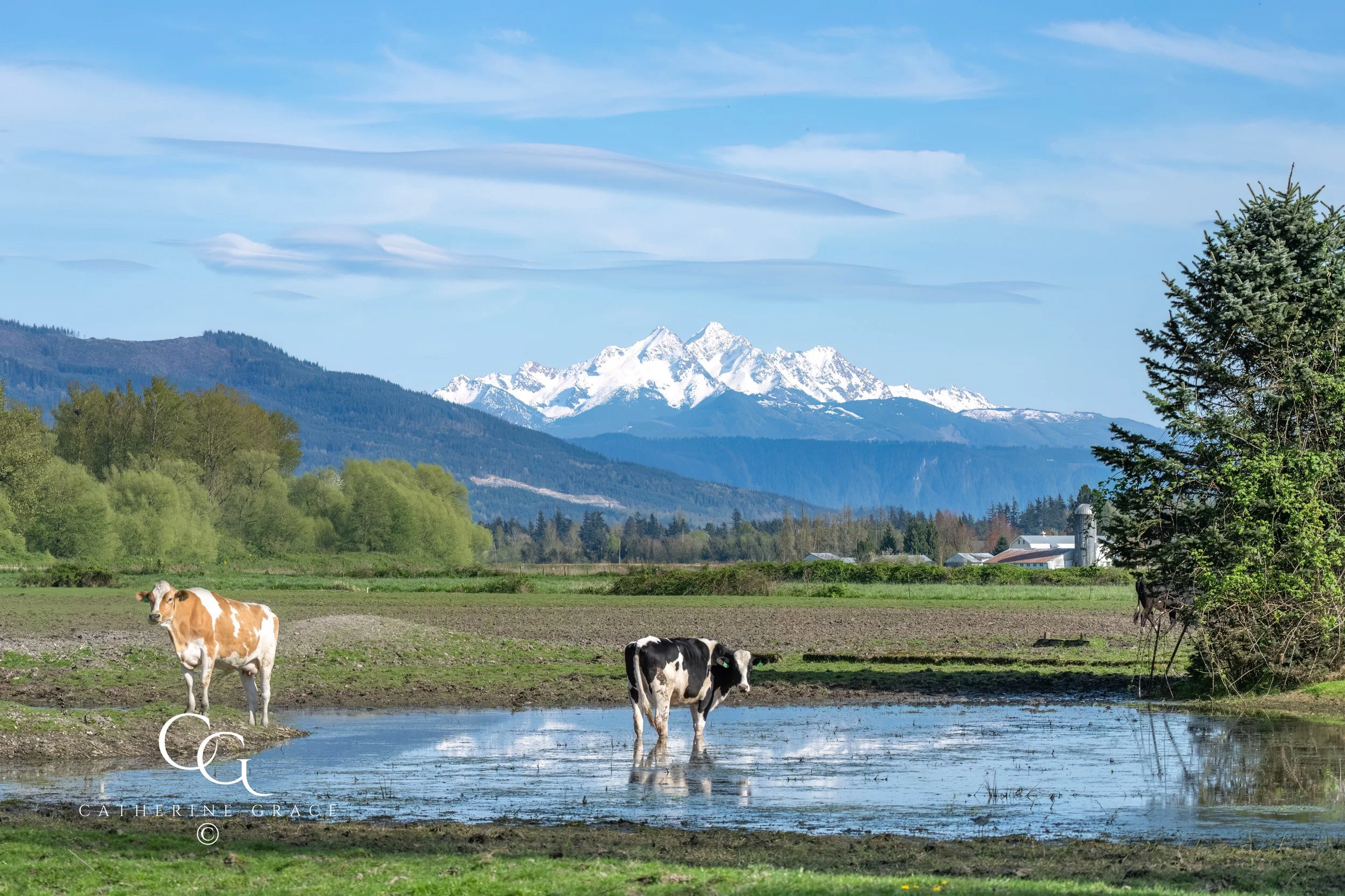 Cows in front of Twin Sisters LG.jpg