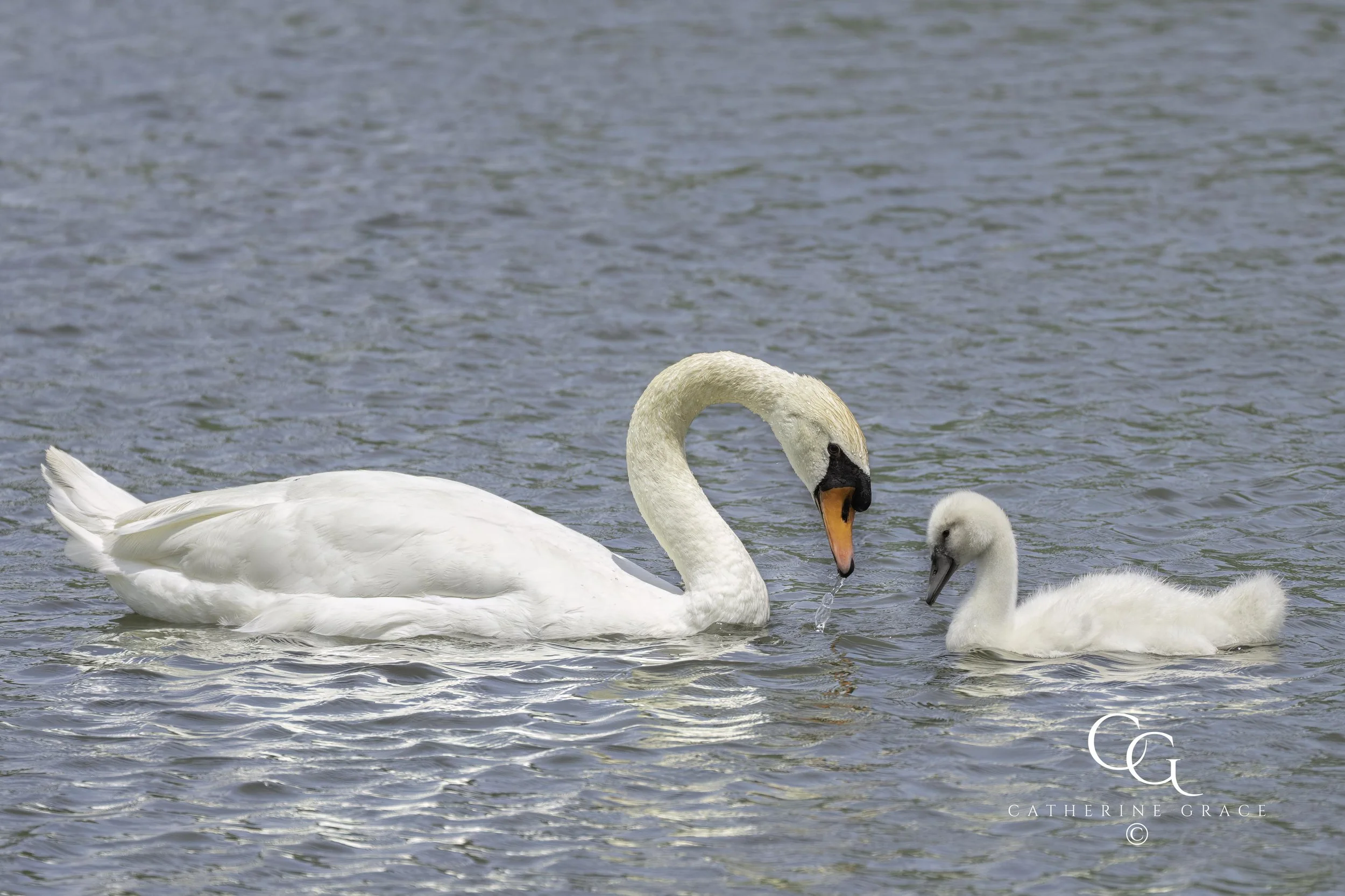 Swans June 2025 LG.jpg