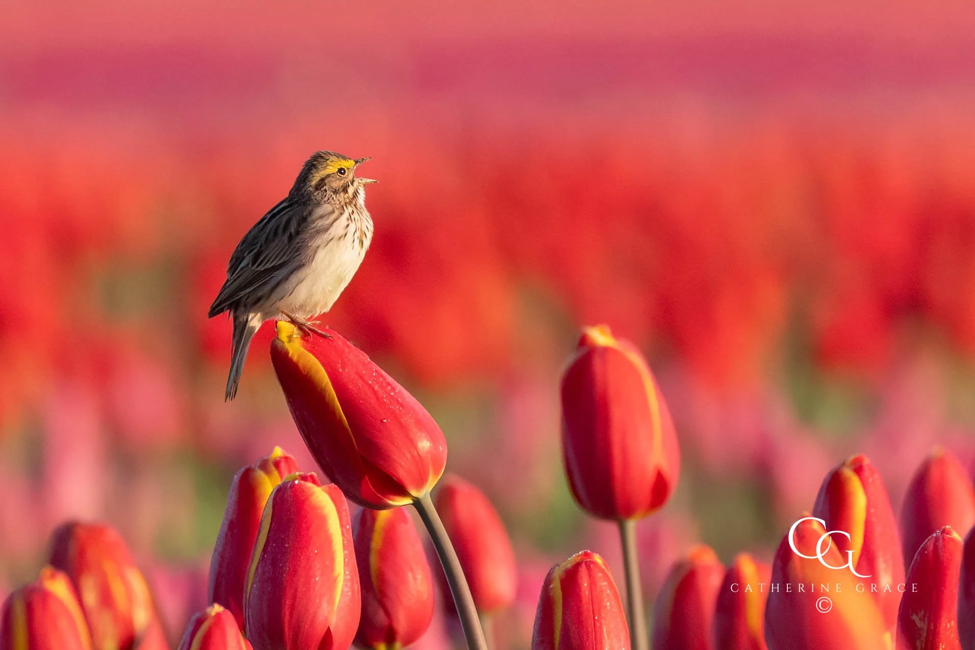 Tulips 4-13-24 LG.jpg