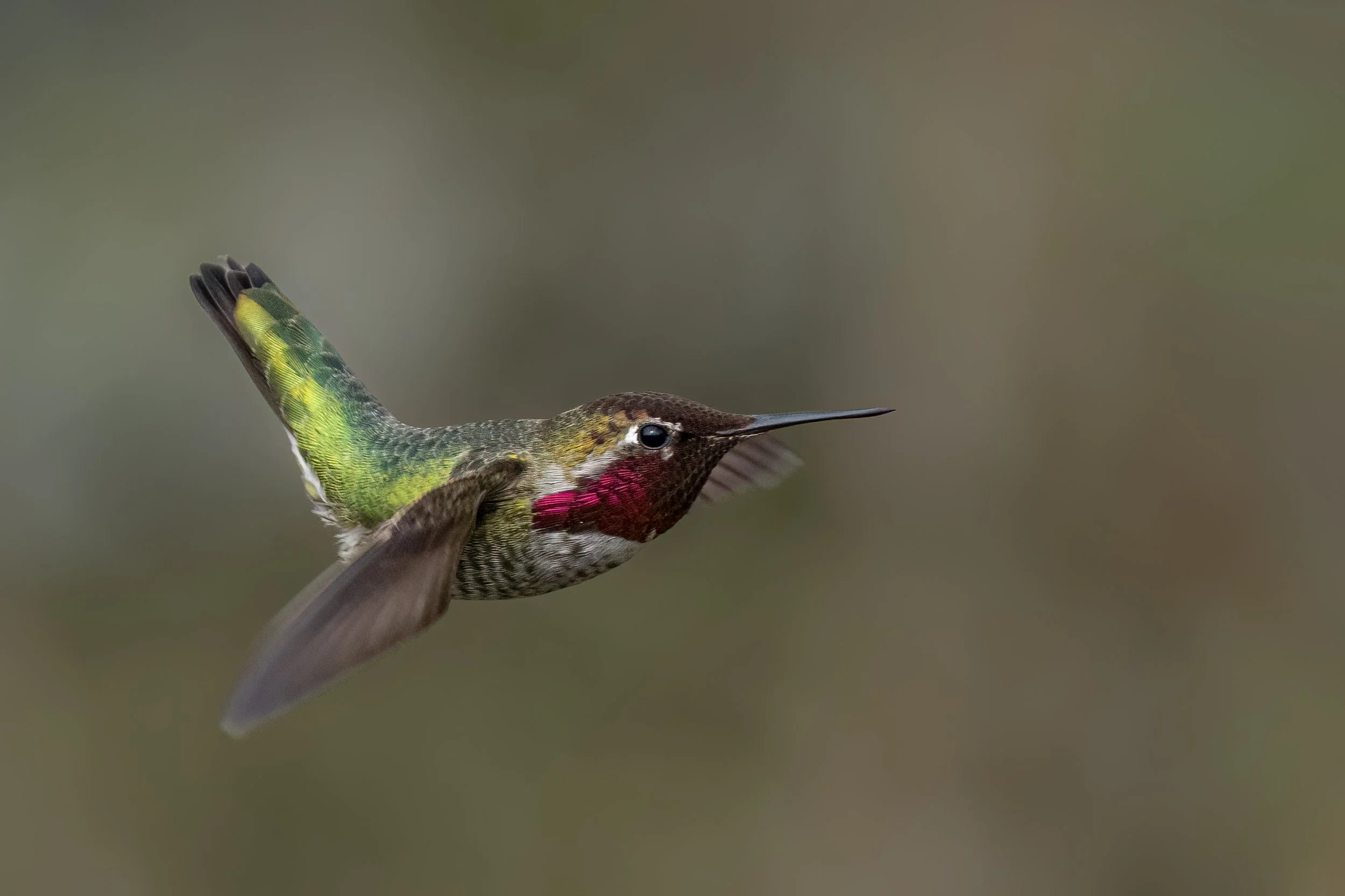 March 7 2025, Riefel Island BC hummer no LG-4.jpg