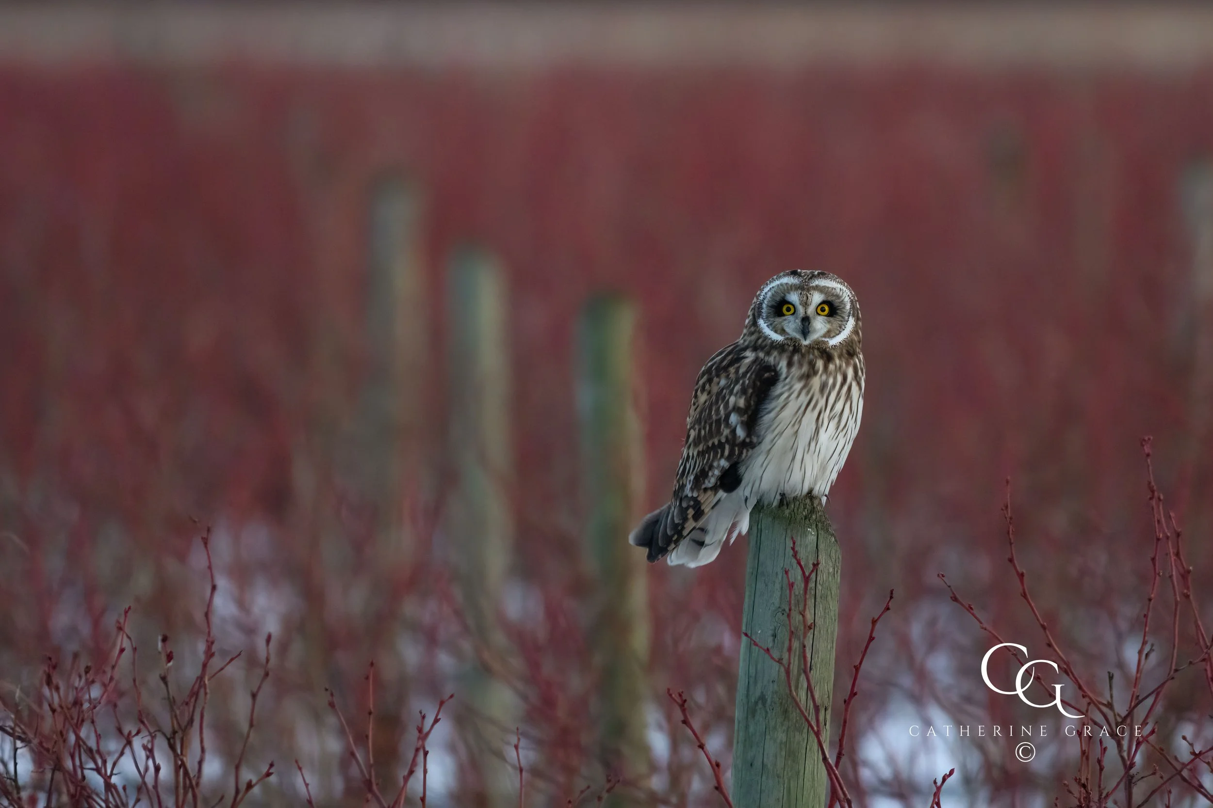 Feb 8 2025 shortie in blueberry field LG right lighter a-2.jpg