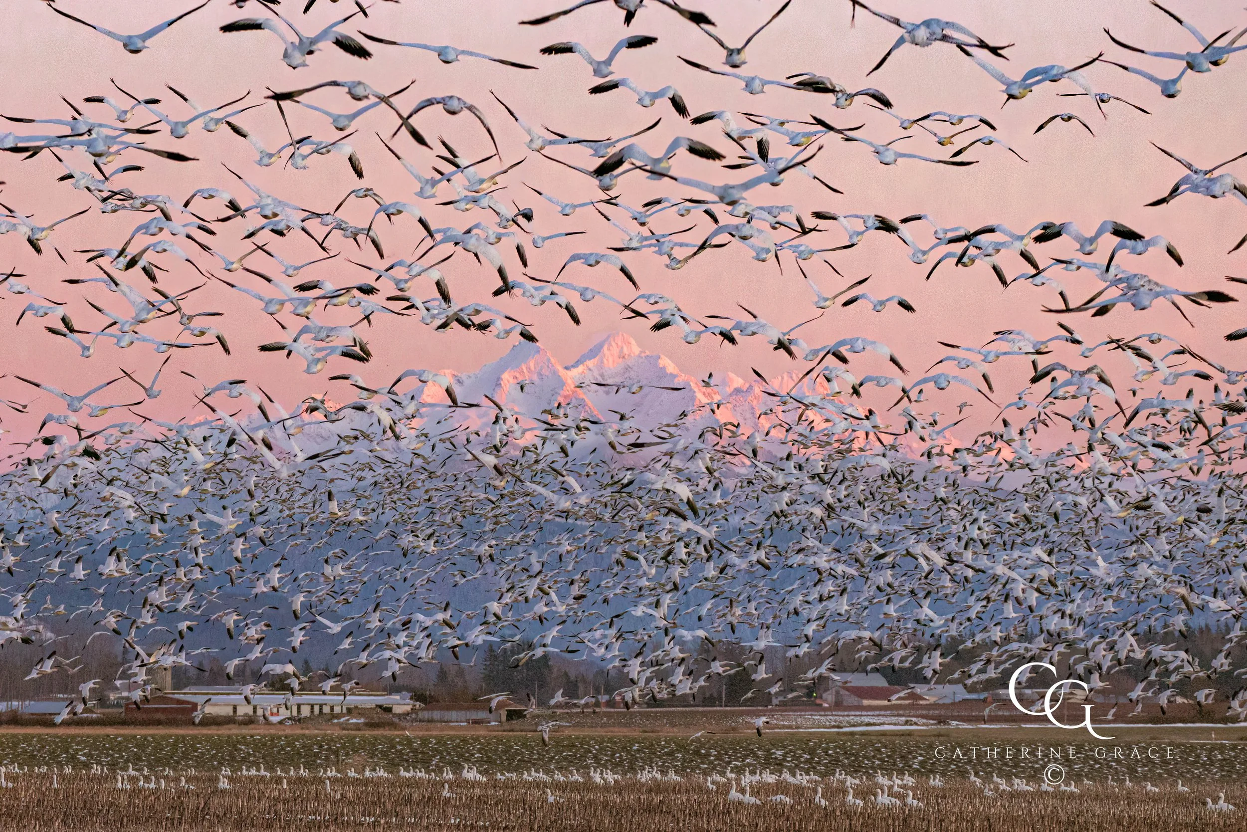Feb 6 2025 snow geese and barn in Whatcom LG.jpg