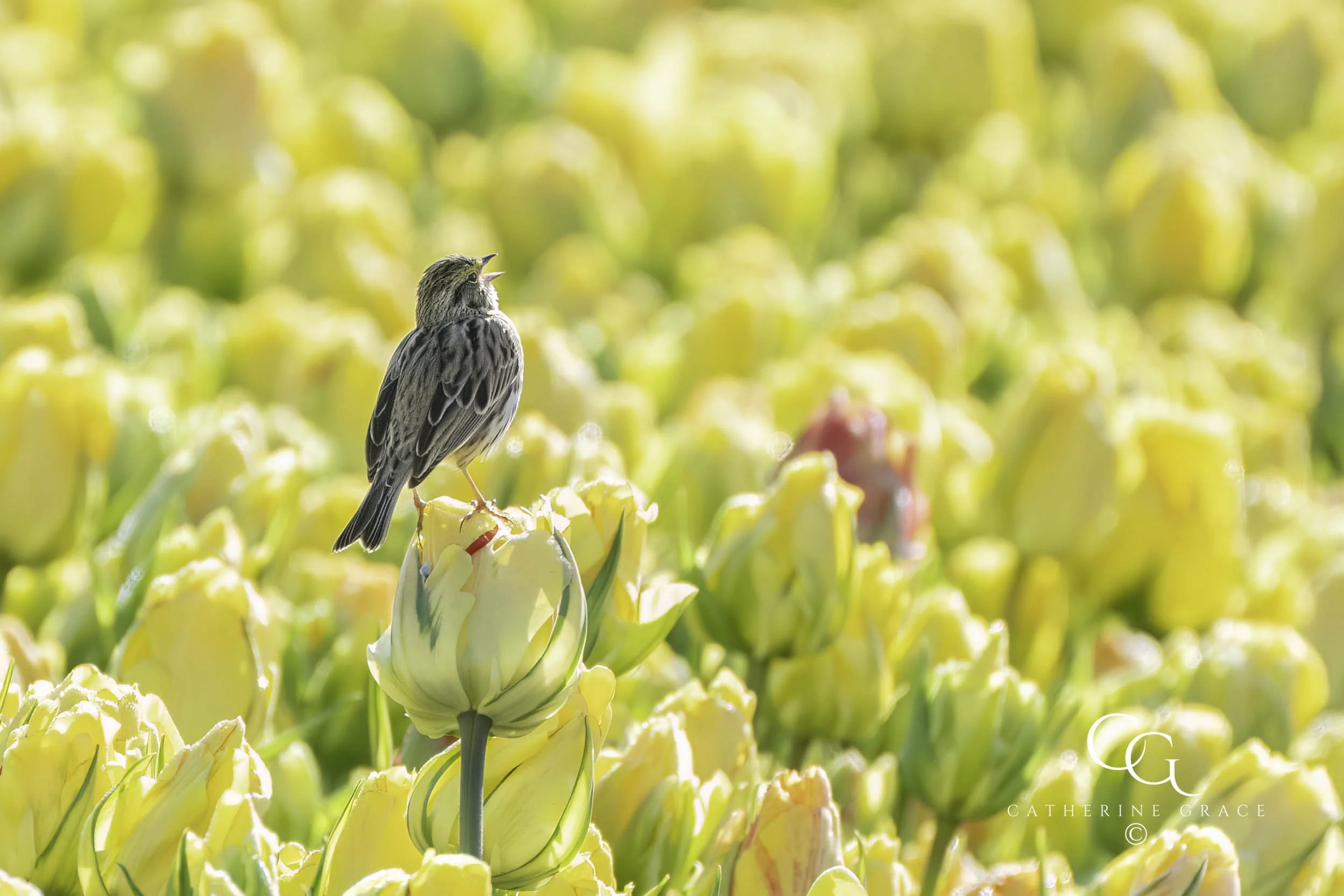 Tulips 2025 Skagit LG-33.jpg