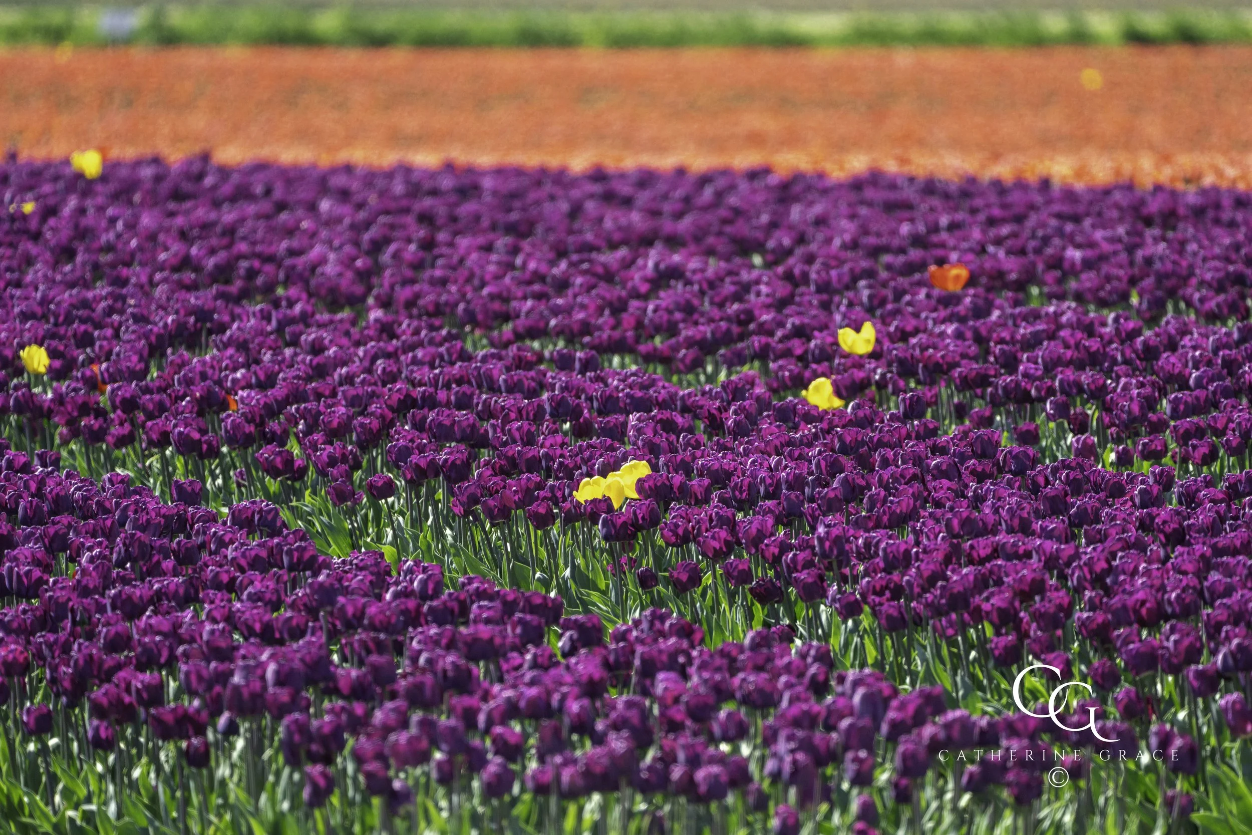 Tulips 2025 Skagit LG-39.jpg
