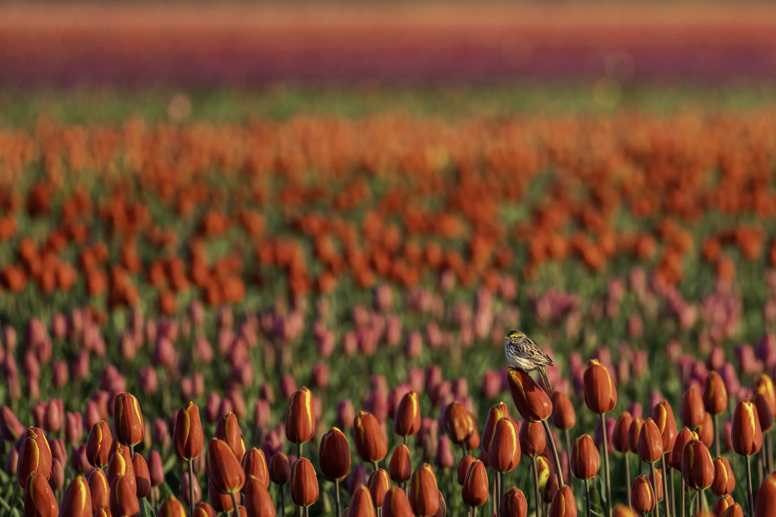 Tulips 2025 Skagit no LG-7.jpg
