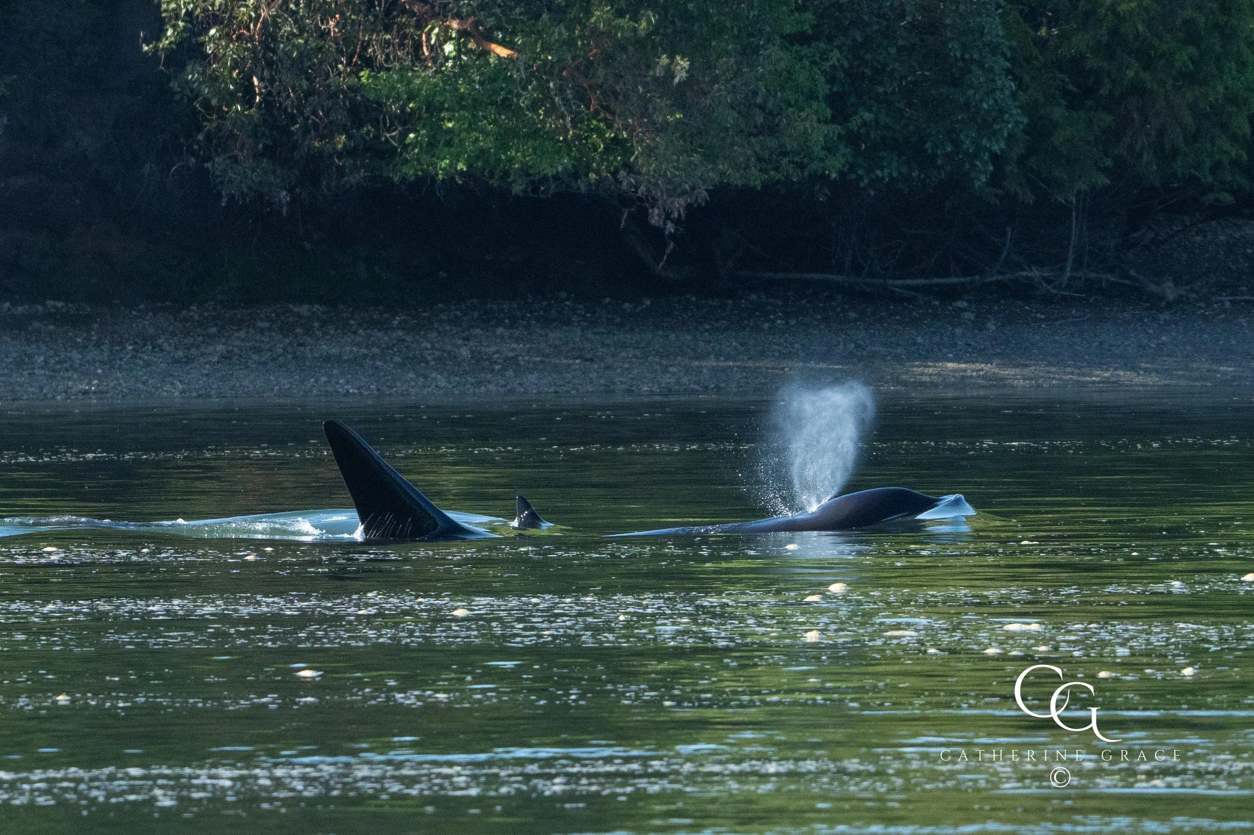 Whales and sealions May 7-8 2024 LG-10.jpg