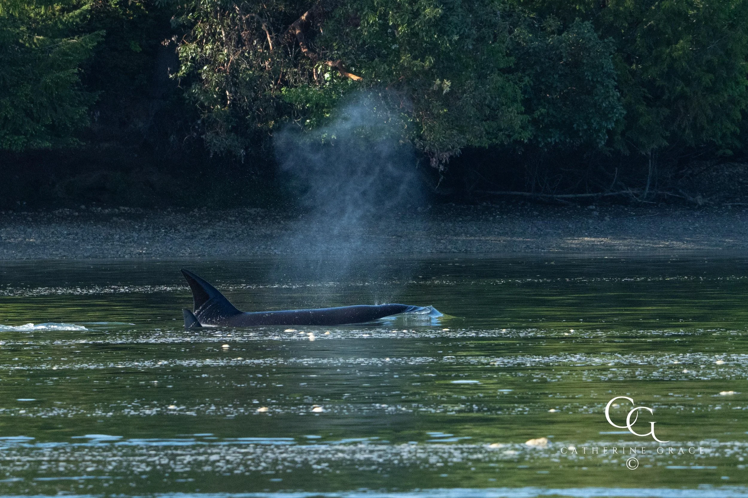 Whales and sealions May 7-8 2024 LG-9.jpg