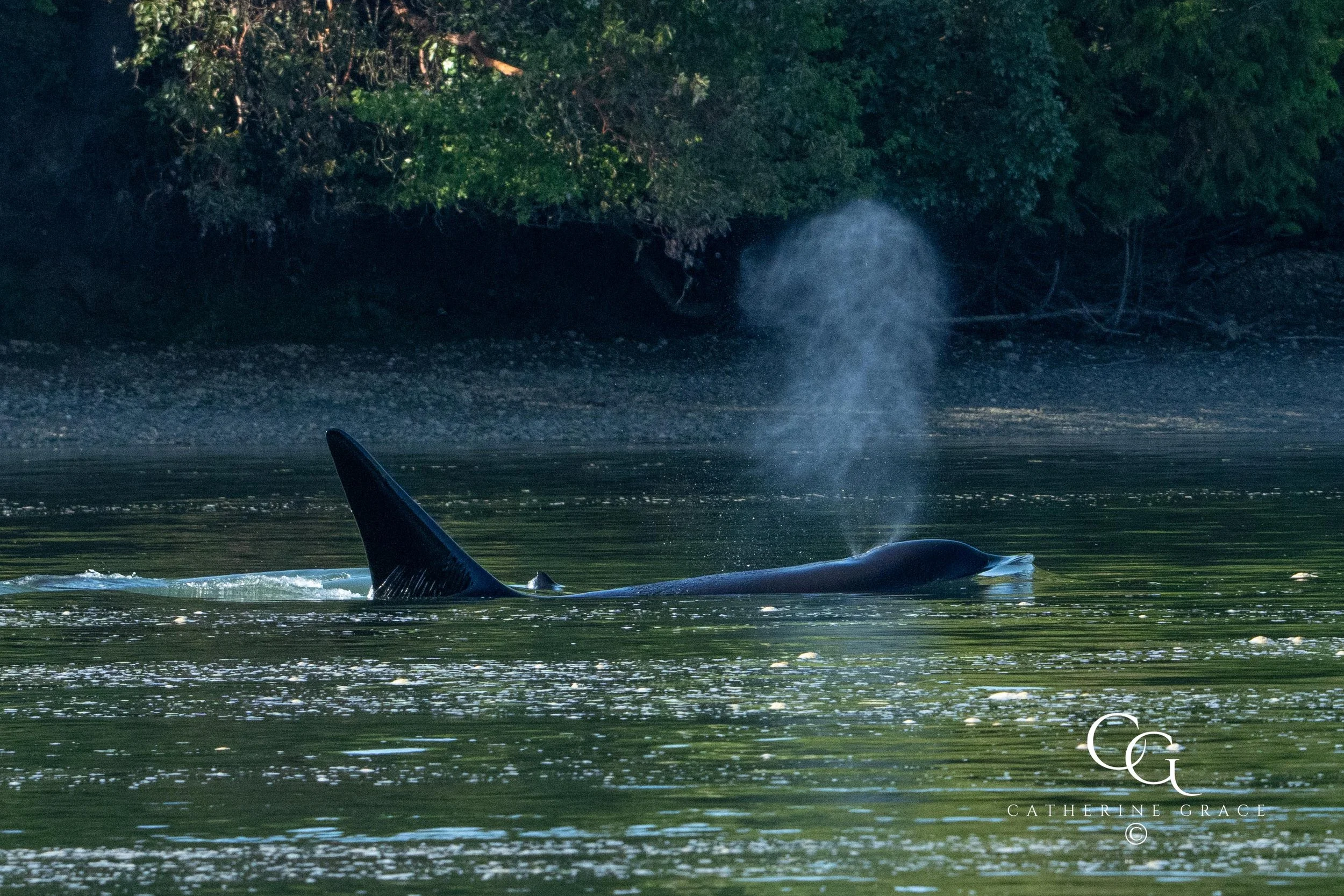 Whales and sealions May 7-8 2024 LG-11.jpg
