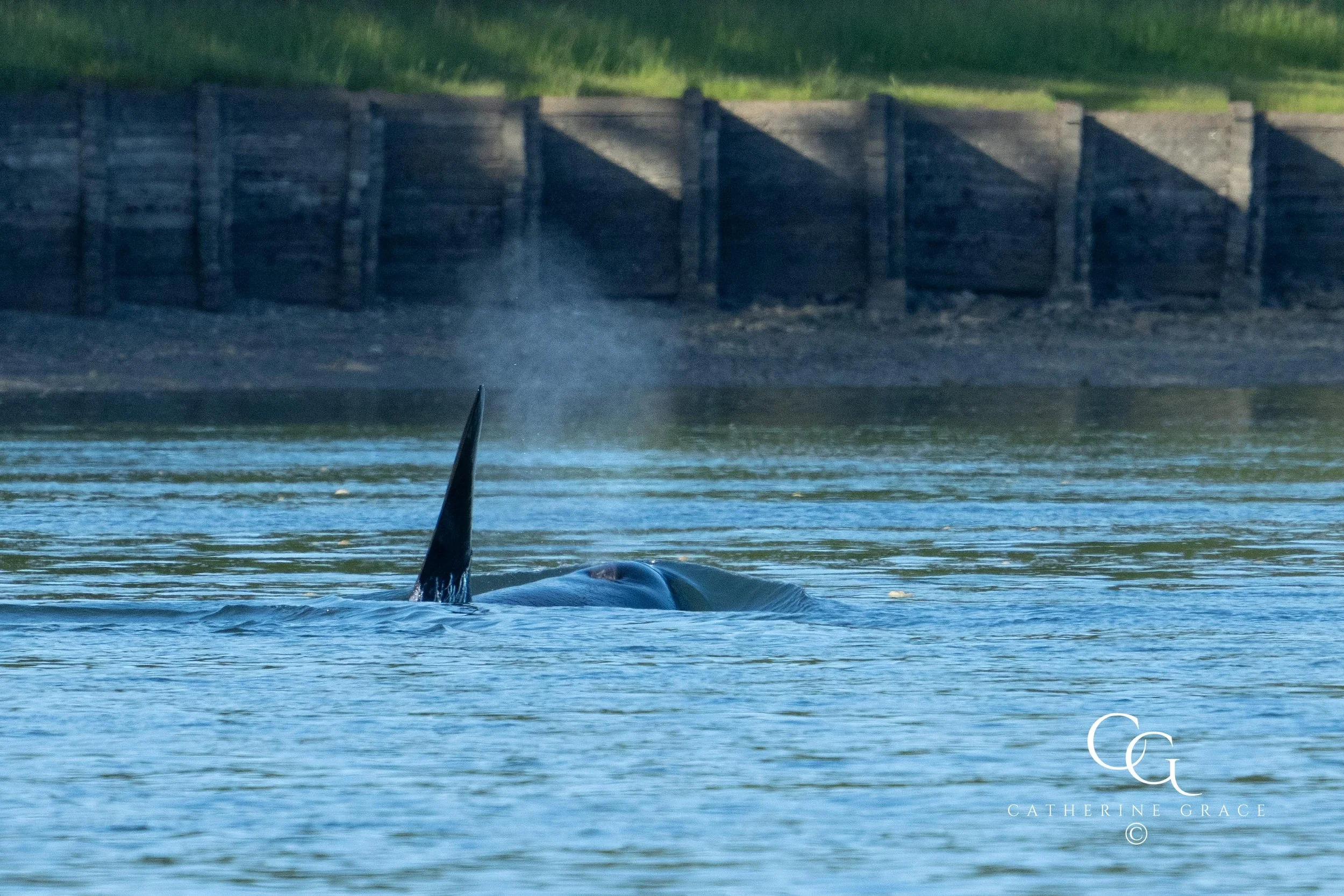 Whales and sealions May 7-8 2024 LG-12.jpg