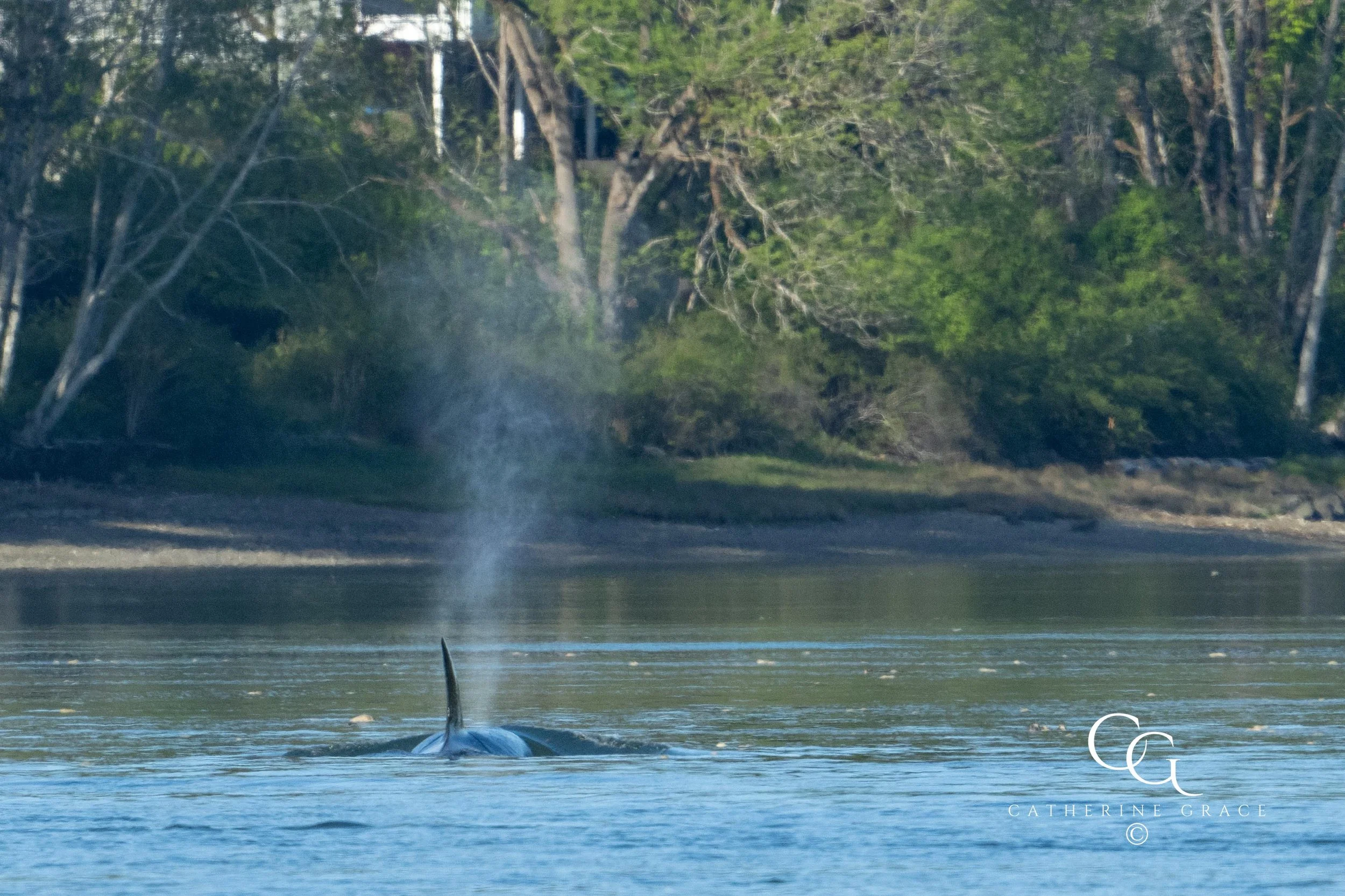 Whales and sealions May 7-8 2024 LG-13.jpg