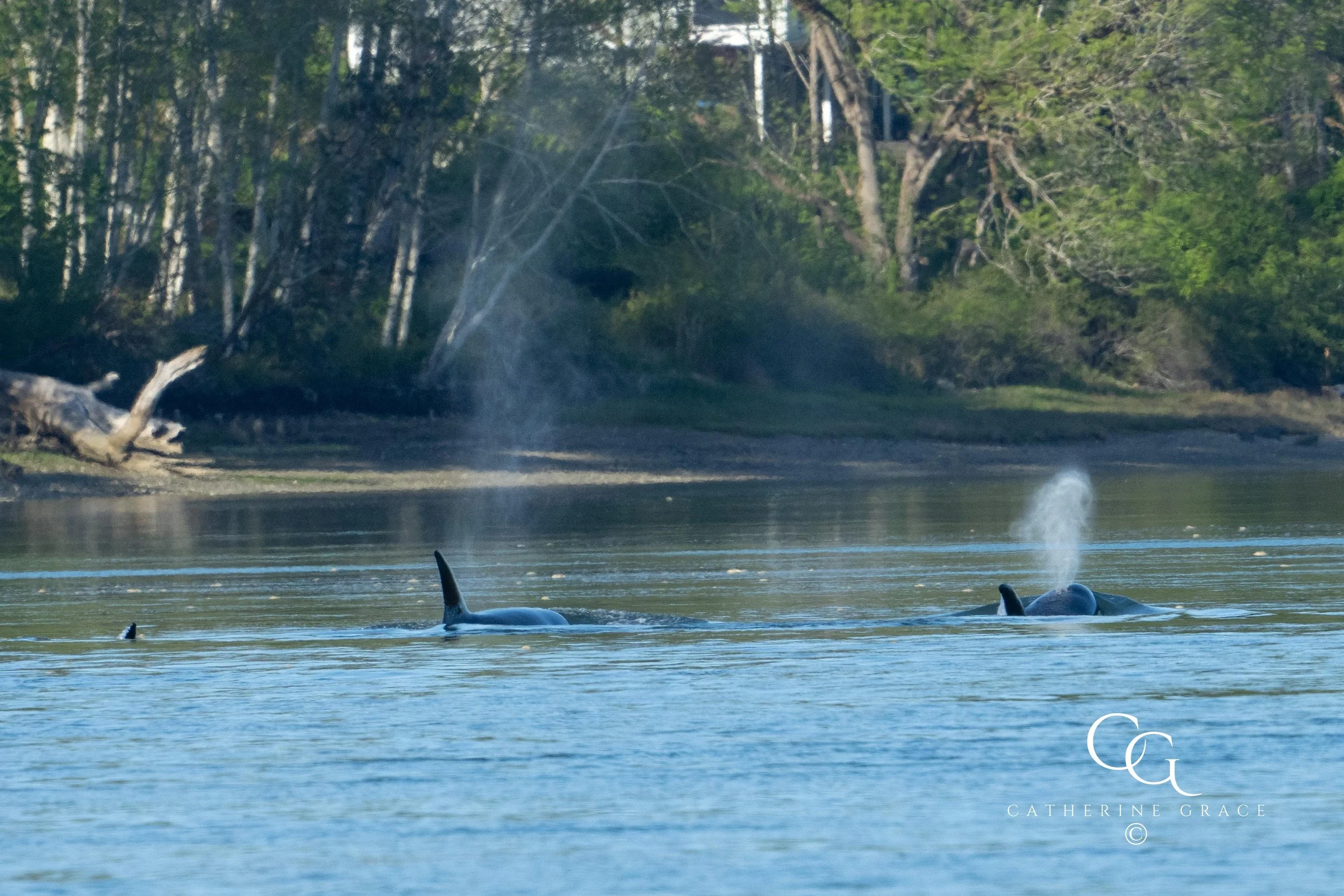 Whales and sealions May 7-8 2024 LG-14.jpg