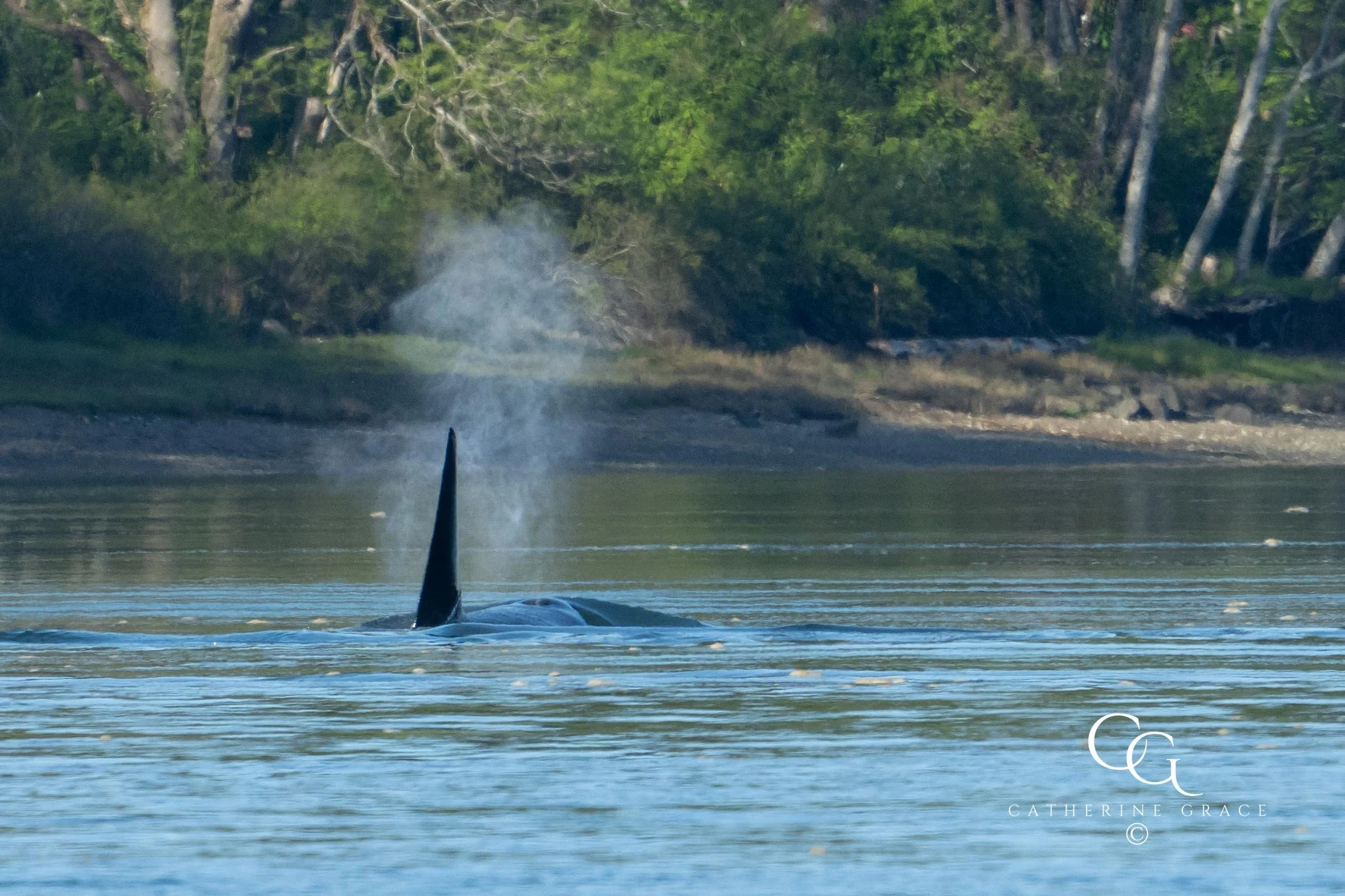 Whales and sealions May 7-8 2024 LG-16.jpg