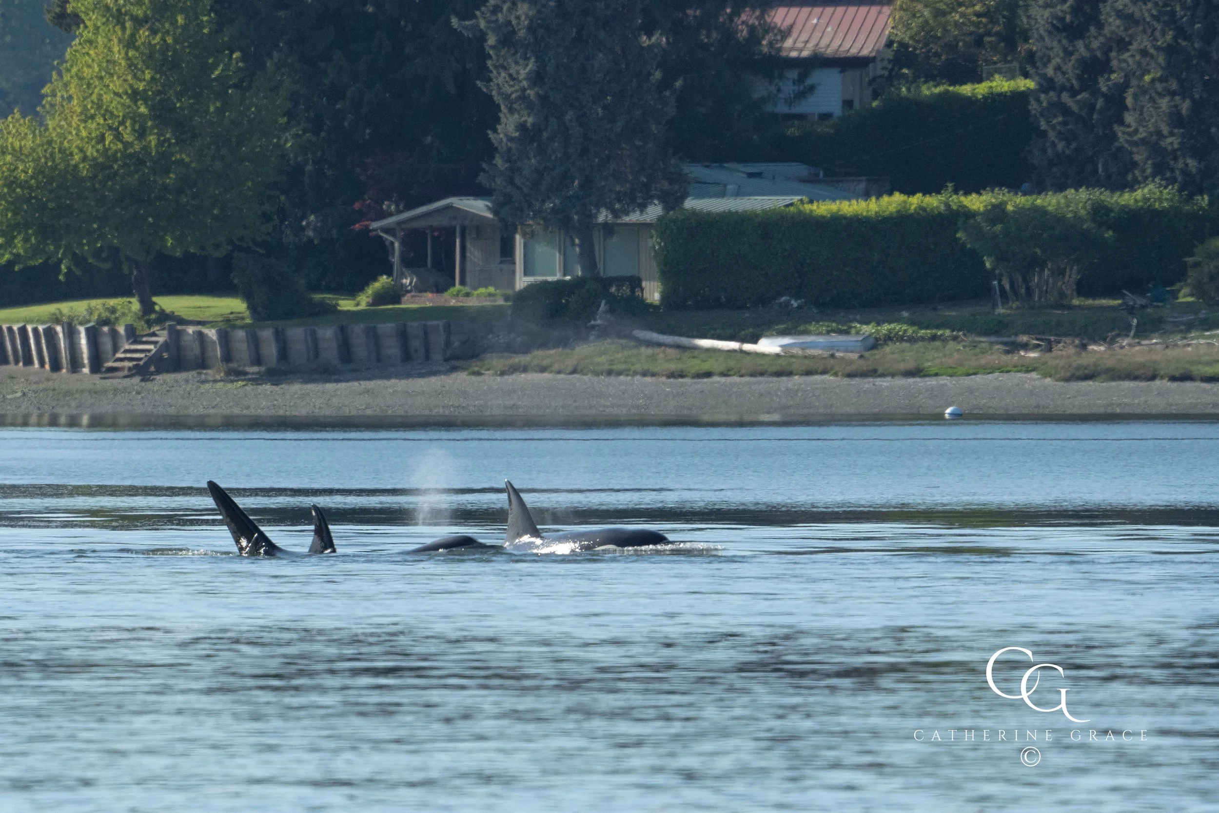 Whales and sealions May 7-8 2024 LG.jpg