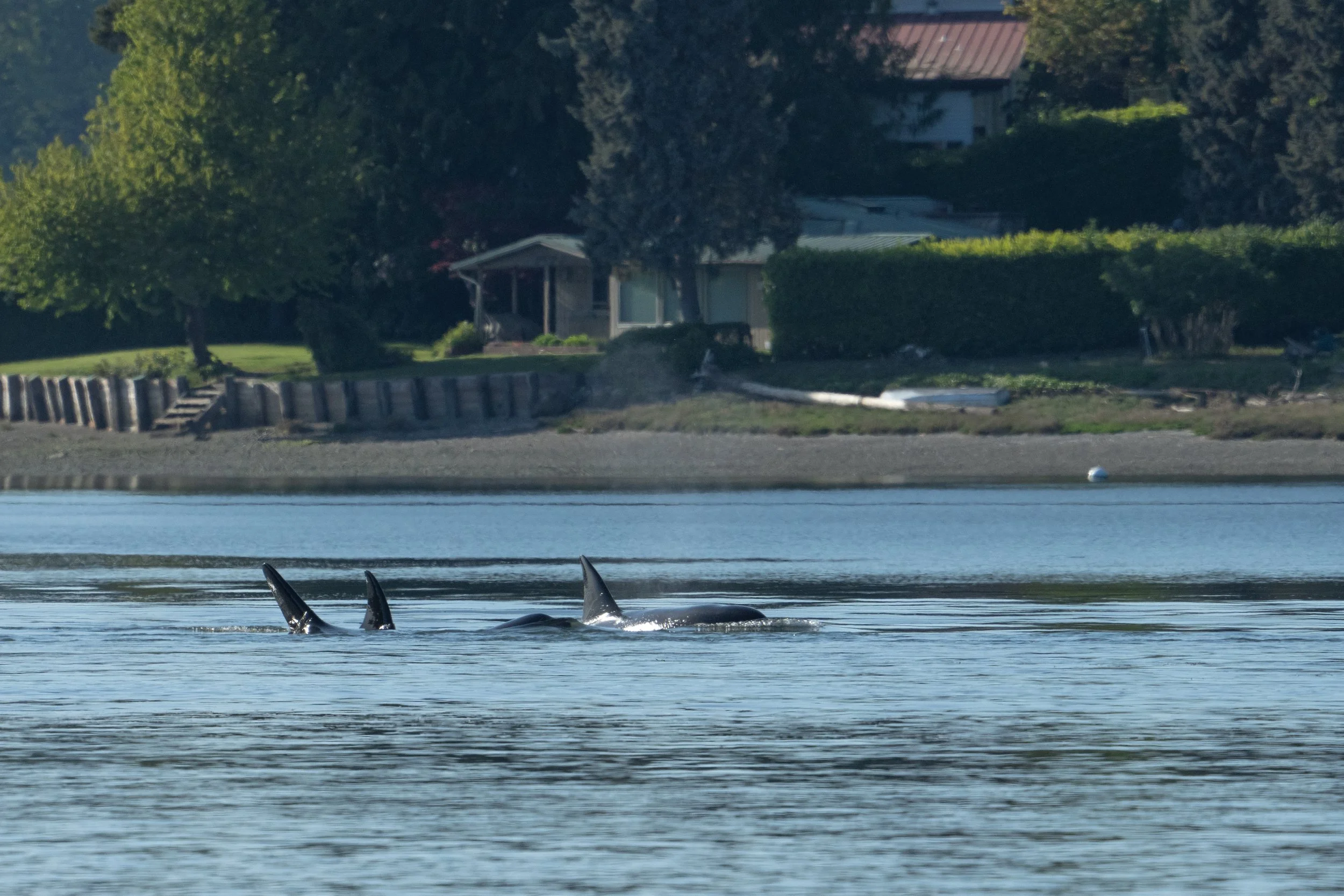 Whales and sealions May 7-8 2024 no LG 2.jpg
