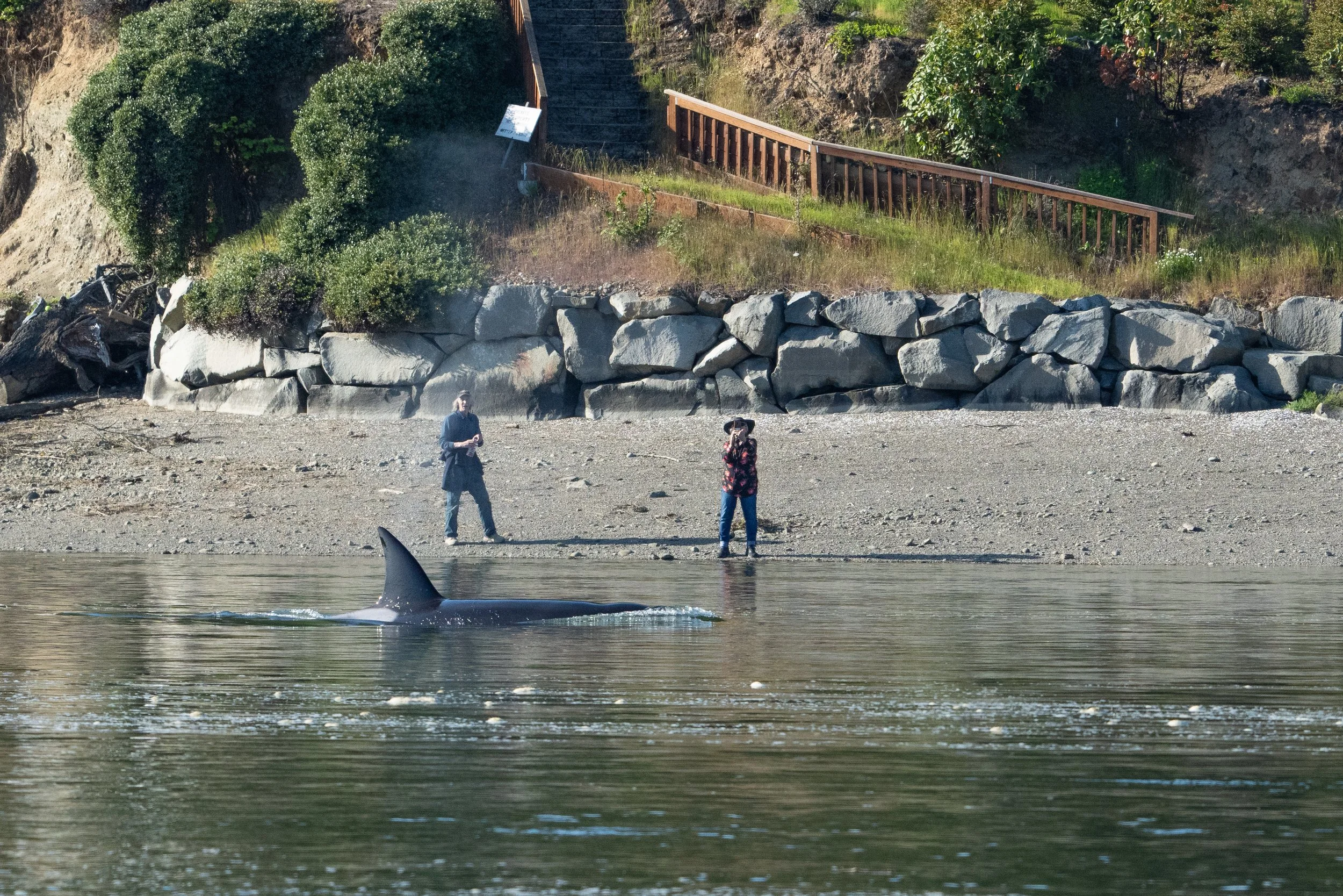 Whales and sealions May 7-8 2024 no LG-2.jpg